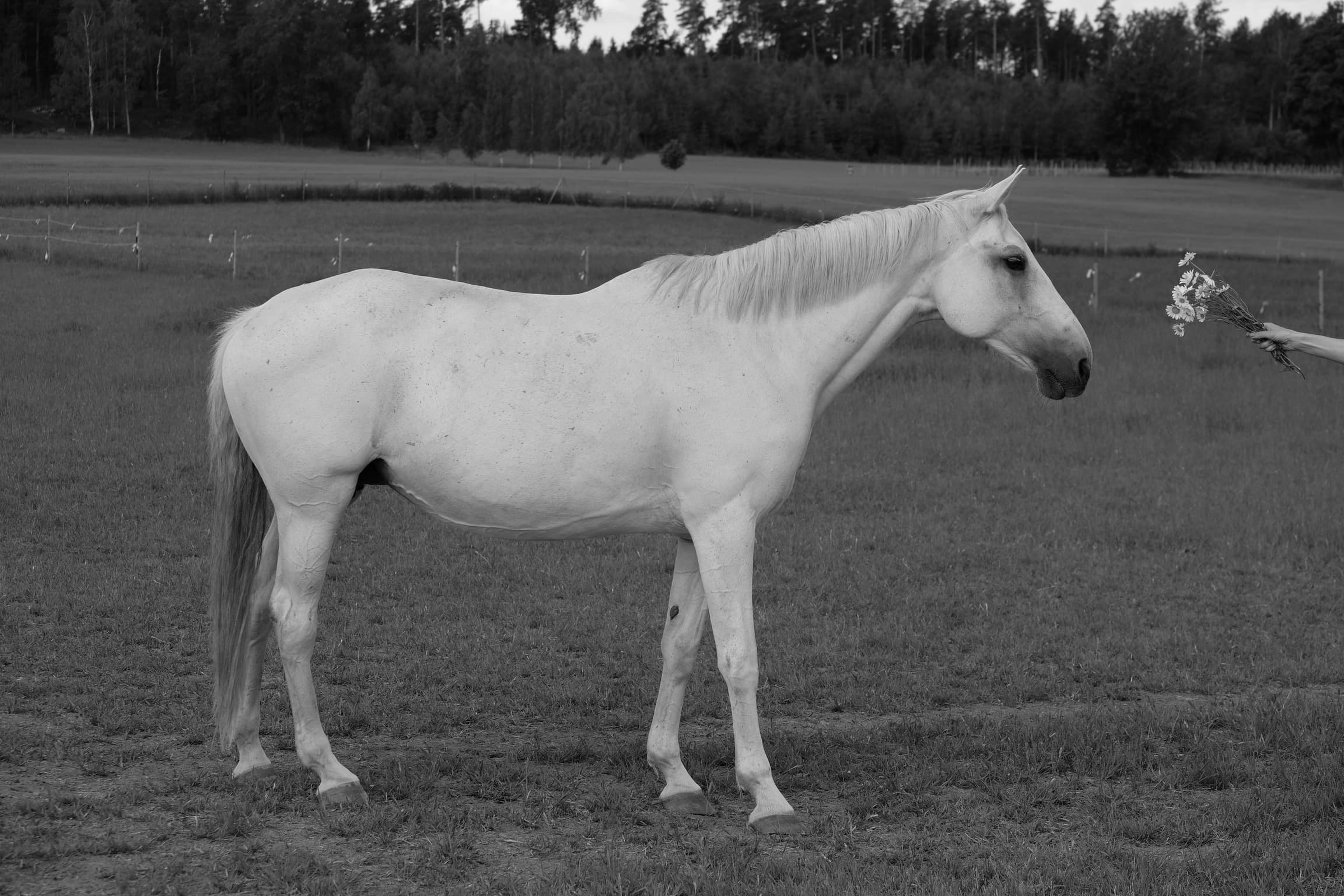Jardento