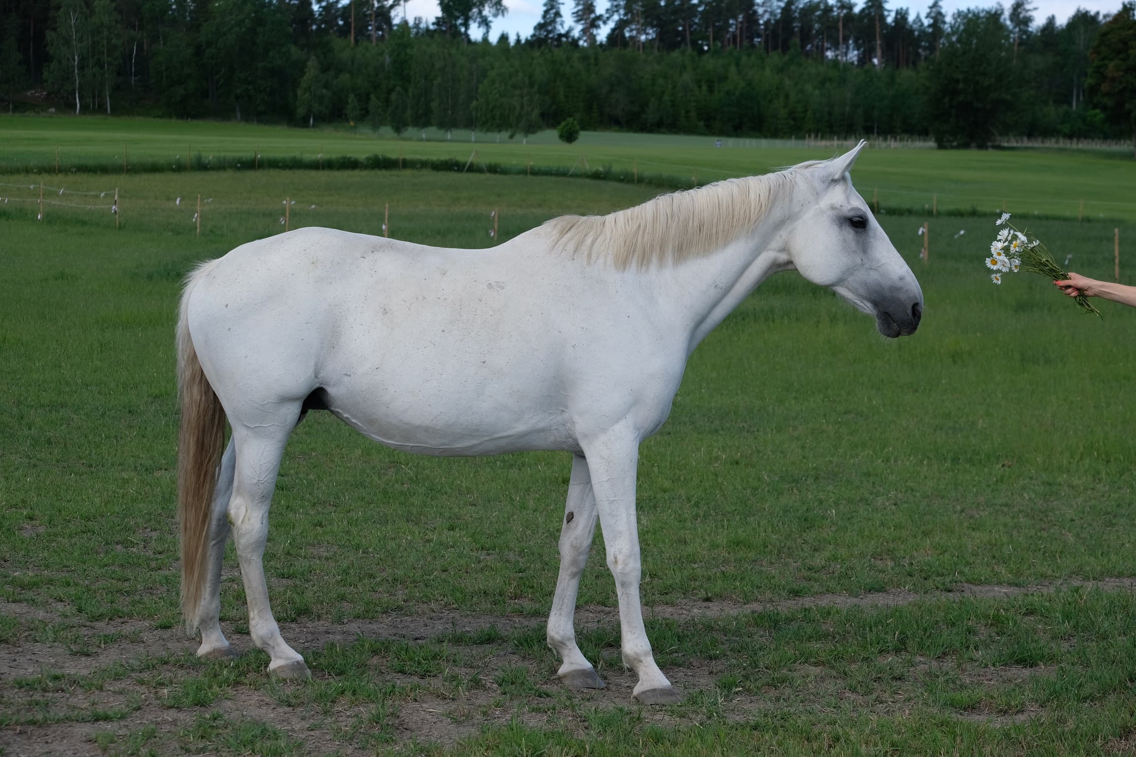 Jardento