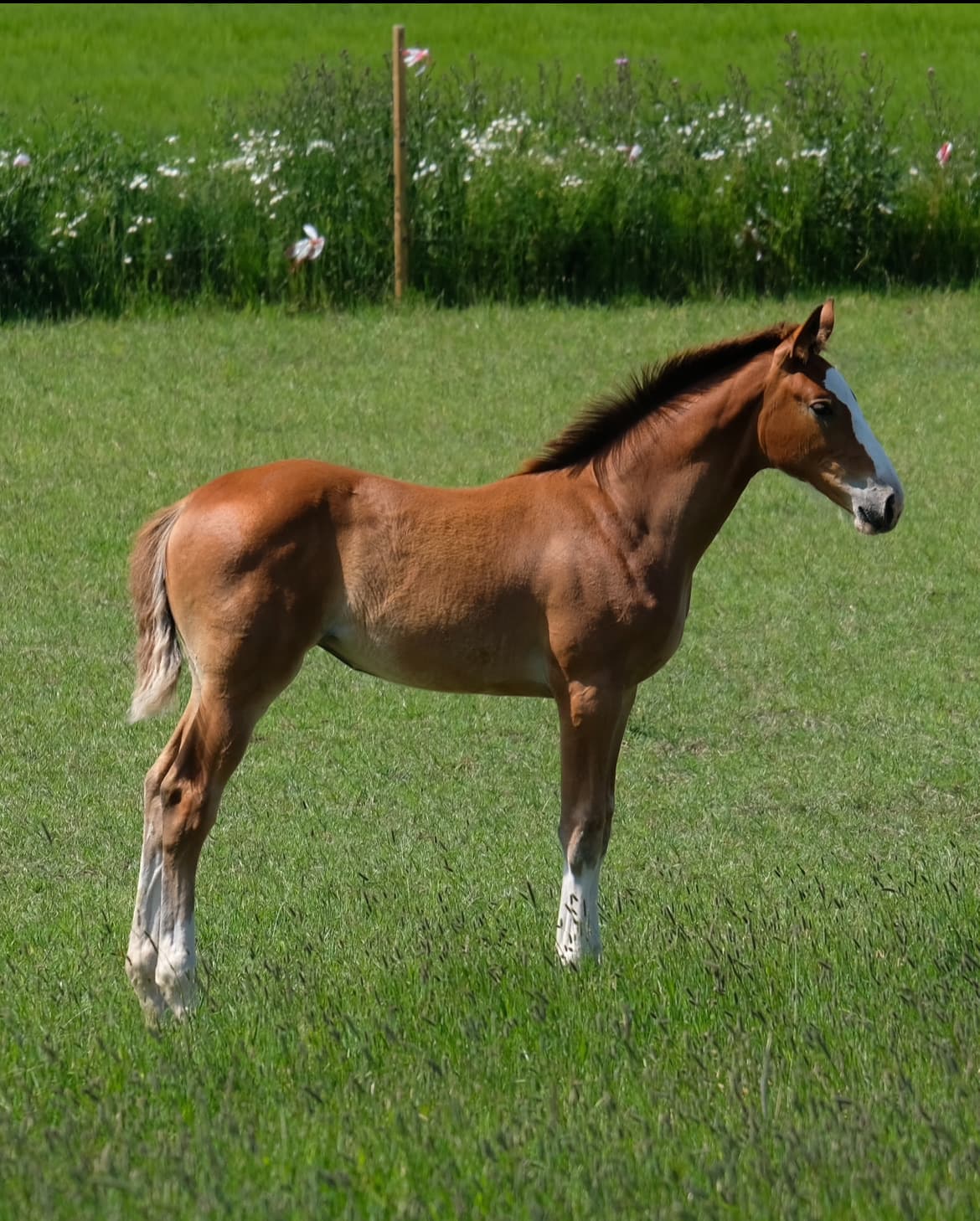 Millerts Angelina Z