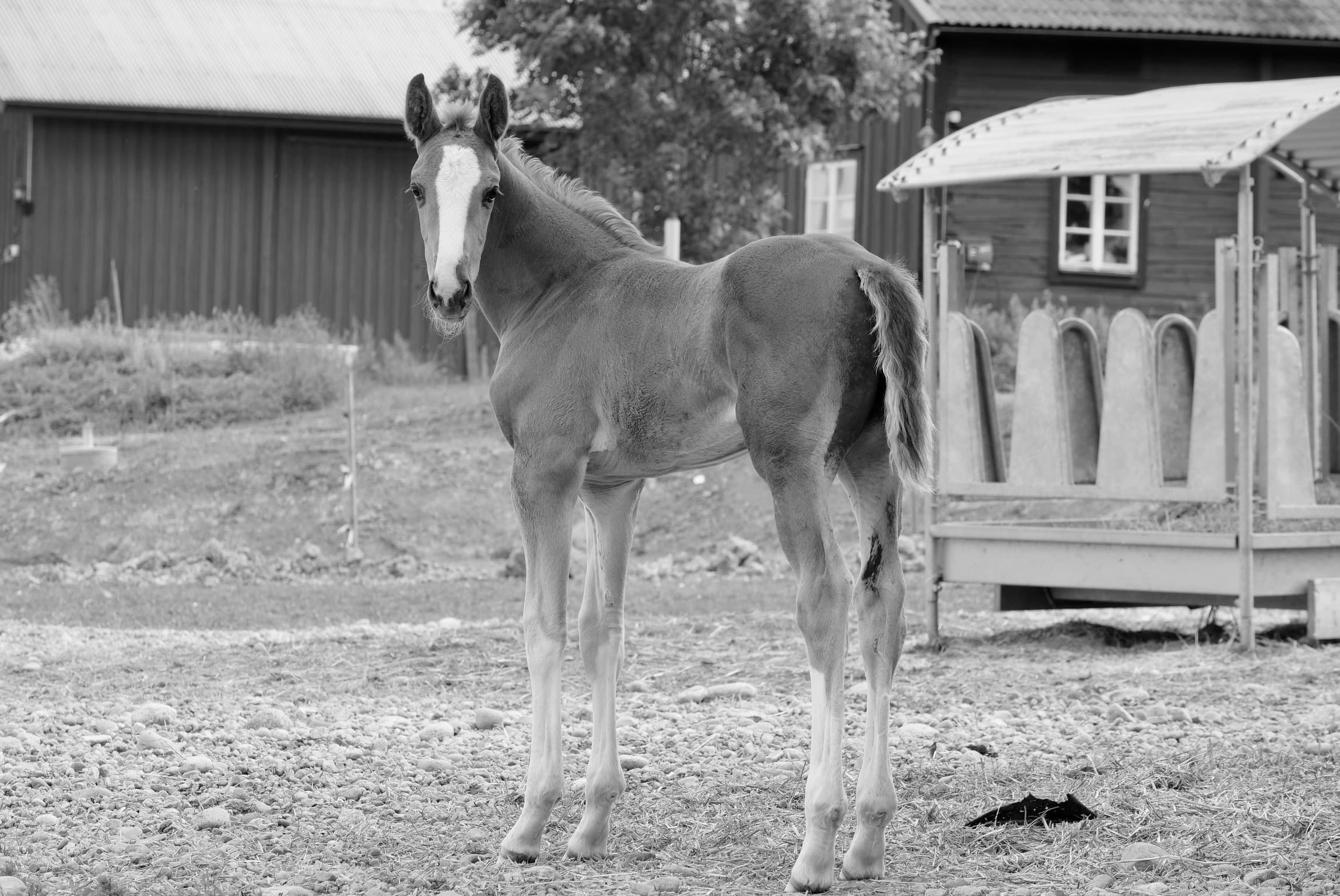 Millerts Rioresse